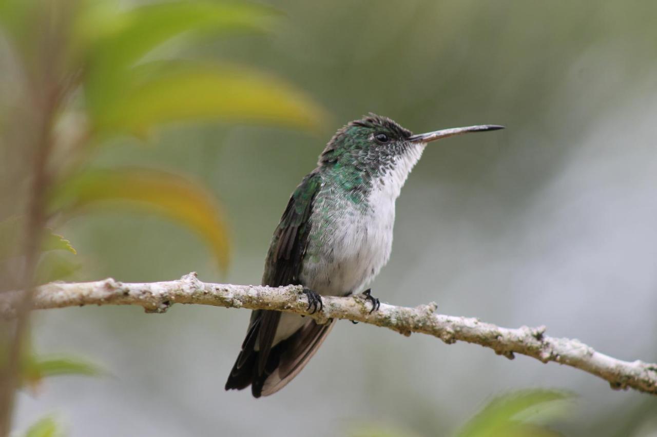 Pousada Colibri Morro de São Paulo Kültér fotó